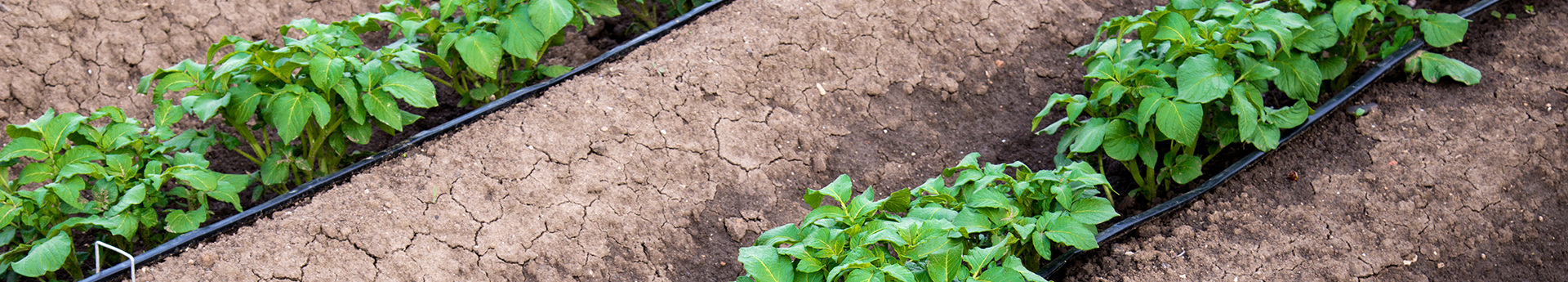 potato rows tape irrigation